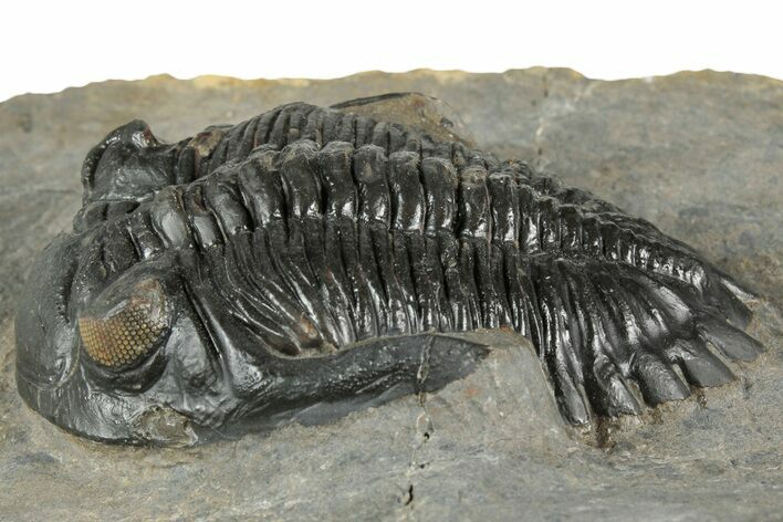 Hollardops Trilobite Fossil - Orange Eye Facets #359505